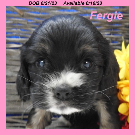 puppy, for, sale, Cocker Spaniel, Joe & Cherri  Overlease, dog, breeder, Miller, MO, dog-breeder, puppy-for-sale, forsale, nearby, find, puppyfind, locator, puppylocator, aca